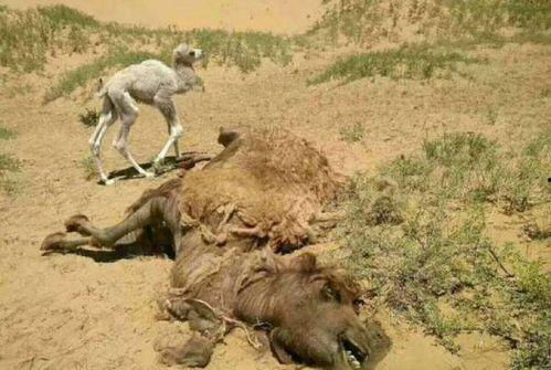 草骆驼在线视频,探寻草原文化的魅力与传承