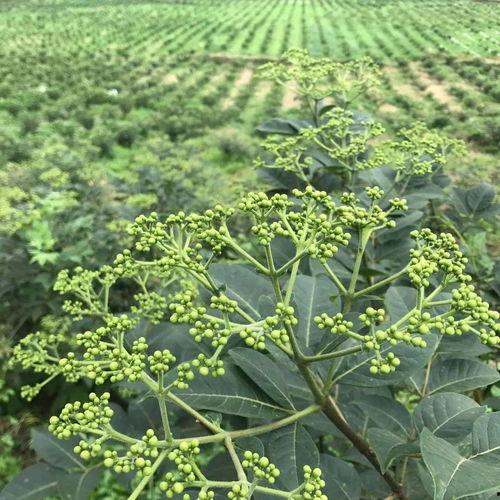 吴茱萸种植在线视频,从播种到收获的在线视频教程