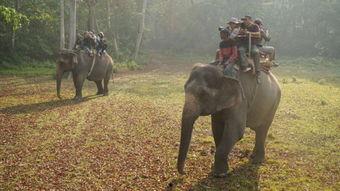 高山犀牛在线视频播放