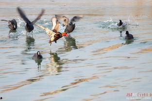 鸡鸭窝在线视频,揭秘养殖技巧与生态养殖新模式