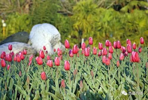 郁金香最新在线视频播放,最新在线视频带你领略春日花潮